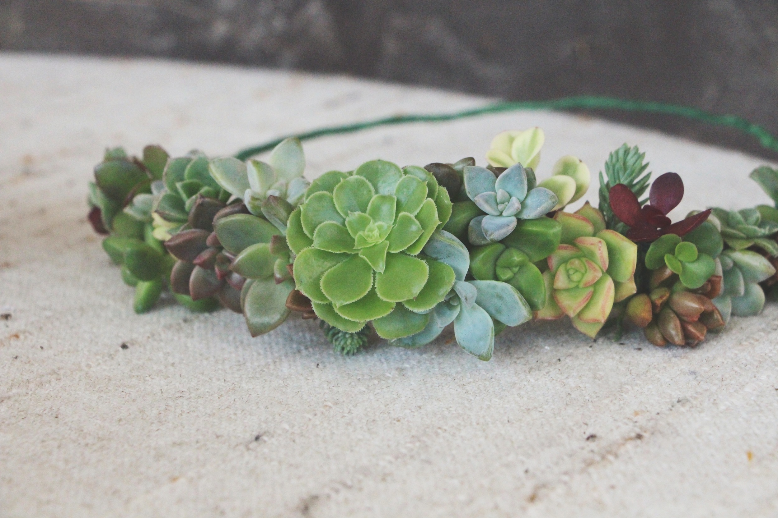 diy succulent crown via needles + leaves